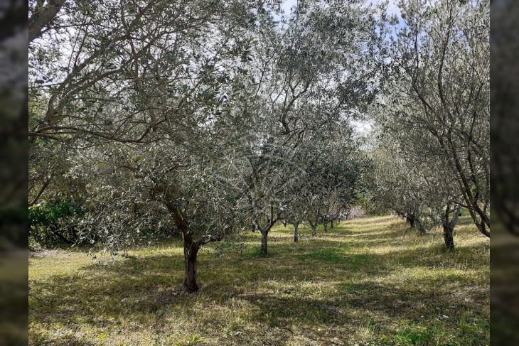 Samostojeća kuća, Prodaja, Vižinada, Vižinada