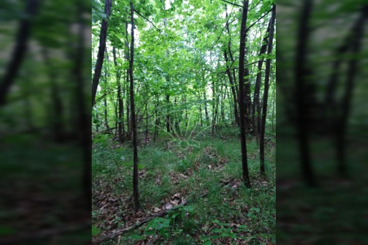 Poljoprivredno zemljište, Prodaja, Matulji, Rukavac Poljoprivredno zemljište, Prodaja, Matulji, Rukavac