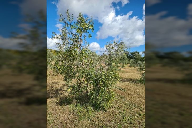 Poljoprivredno zemljište, Prodaja, Vodnjan, Vodnjan