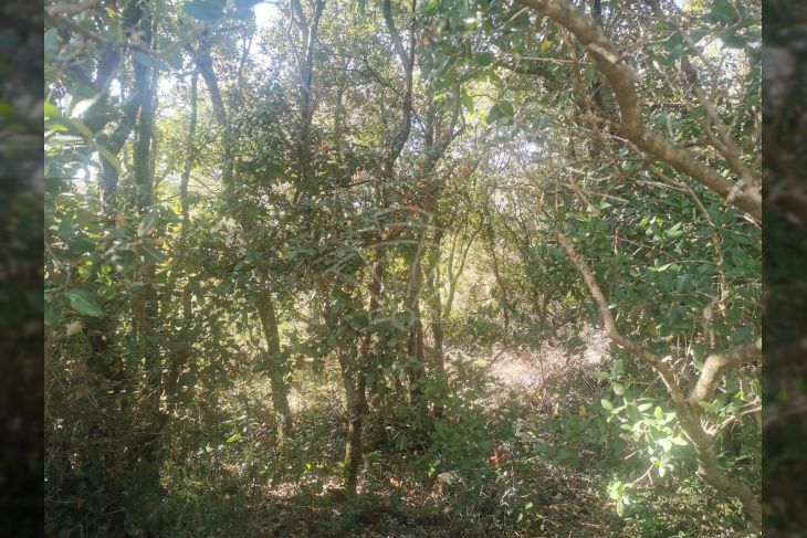 Poljoprivredno zemljište, Prodaja, Marčana, Marčana Poljoprivredno zemljište, Prodaja, Marčana, Marčana