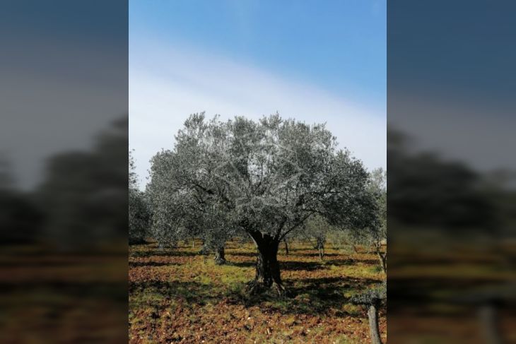 Poljoprivredno zemljište, Prodaja, Vodnjan, Vodnjan Poljoprivredno zemljište, Prodaja, Vodnjan, Vodnjan