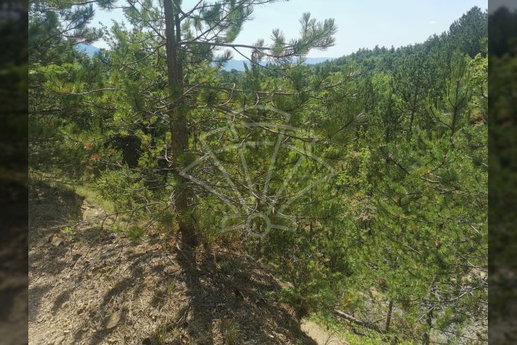Poljoprivredno zemljište, Prodaja, Lupoglav, Lesišćina Poljoprivredno zemljište, Prodaja, Lupoglav, Lesišćina