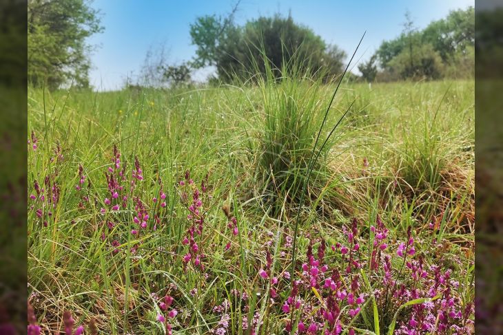 Građevinsko zemljište, Prodaja, Marčana, Loborika Građevinsko zemljište, Prodaja, Marčana, Loborika
