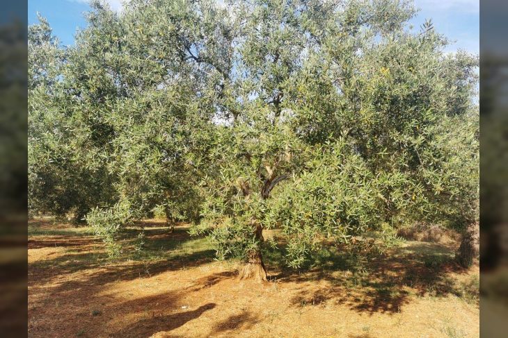 Poljoprivredno zemljište, Prodaja, Marčana, Peruški