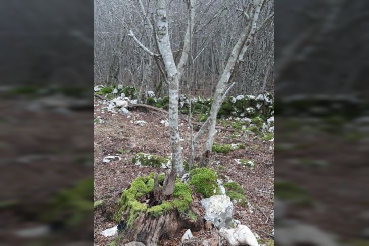 Šuma, Prodaja, Dobrinj, Gabonjin Šuma, Prodaja, Dobrinj, Gabonjin