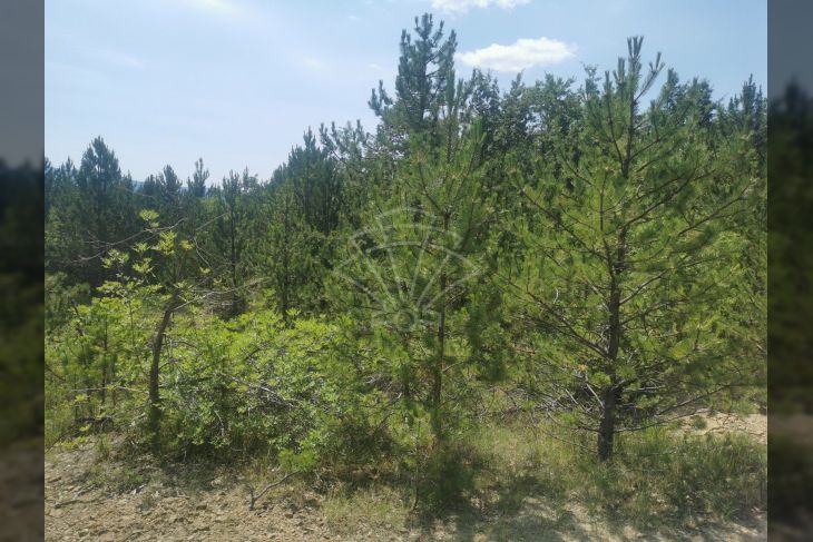 Samostojeća kuća, Prodaja, Lupoglav, Lesišćina Samostojeća kuća, Prodaja, Lupoglav, Lesišćina
