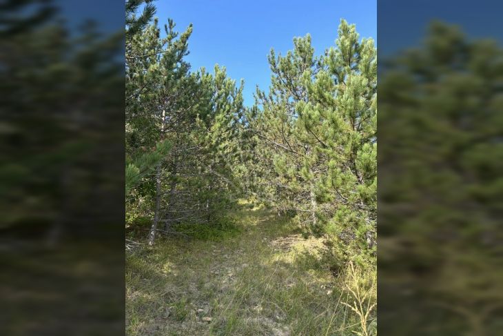 Poljoprivredno zemljište, Prodaja, Cerovlje, Cerovlje Poljoprivredno zemljište, Prodaja, Cerovlje, Cerovlje