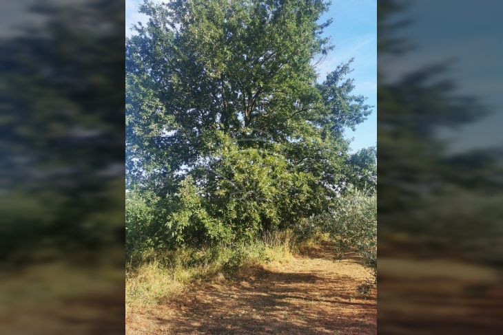 Poljoprivredno zemljište, Prodaja, Marčana, Peruški