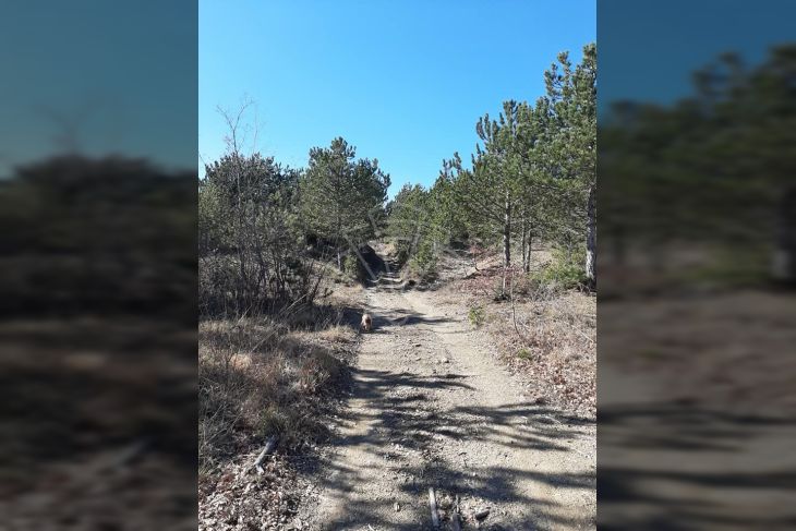 Poljoprivredno zemljište, Prodaja, Lupoglav, Lesišćina