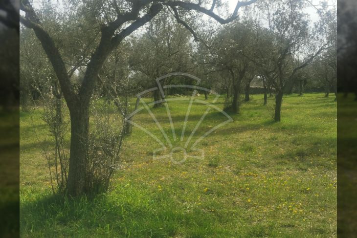 Poljoprivredno zemljište, Prodaja, Fažana, Fažana Poljoprivredno zemljište, Prodaja, Fažana, Fažana