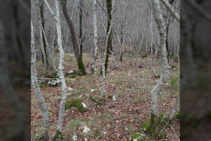 Šuma, Prodaja, Dobrinj, Gabonjin Šuma, Prodaja, Dobrinj, Gabonjin