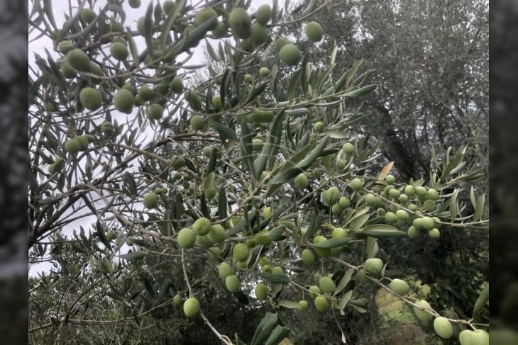 Poljoprivredno zemljište, Prodaja, Ližnjan, Valtura