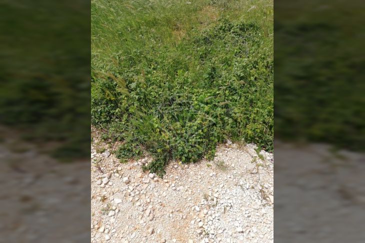 Građevinsko stambeno zemljište, Prodaja, Pula, Pula Građevinsko stambeno zemljište, Prodaja, Pula, Pula
