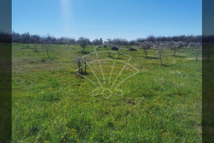 Poljoprivredno zemljište, Prodaja, Vodnjan, Vodnjan Poljoprivredno zemljište, Prodaja, Vodnjan, Vodnjan