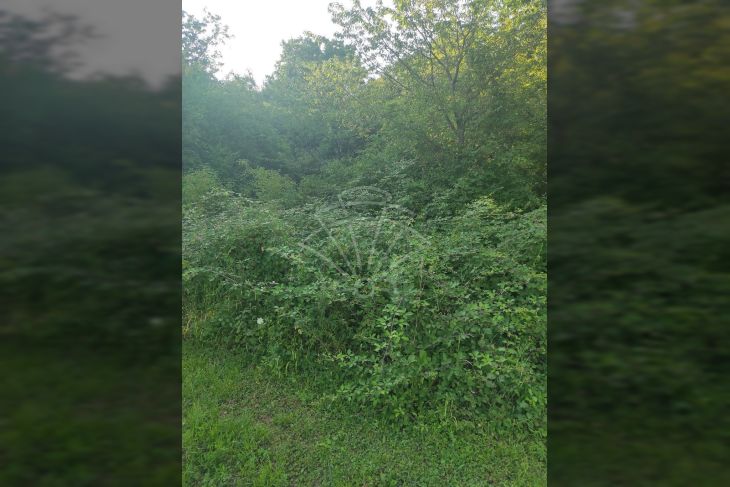 Građevinsko zemljište, Prodaja, Lupoglav, Lupoglav Građevinsko zemljište, Prodaja, Lupoglav, Lupoglav