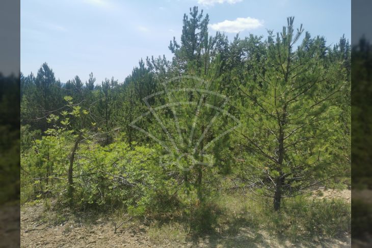 Poljoprivredno zemljište, Prodaja, Lupoglav, Lesišćina Poljoprivredno zemljište, Prodaja, Lupoglav, Lesišćina