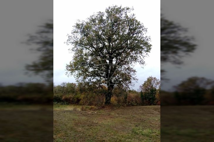 Poljoprivredno zemljište, Prodaja, Kršan, Kršan Poljoprivredno zemljište, Prodaja, Kršan, Kršan