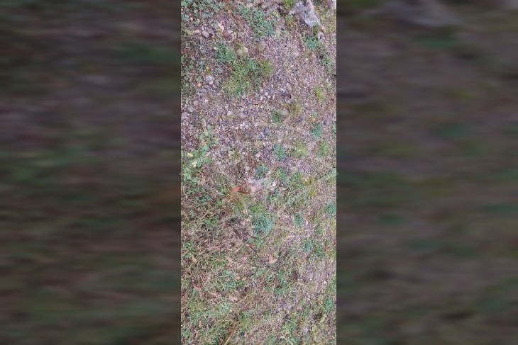 Građevinsko zemljište, Prodaja, Matulji, Lipa Građevinsko zemljište, Prodaja, Matulji, Lipa