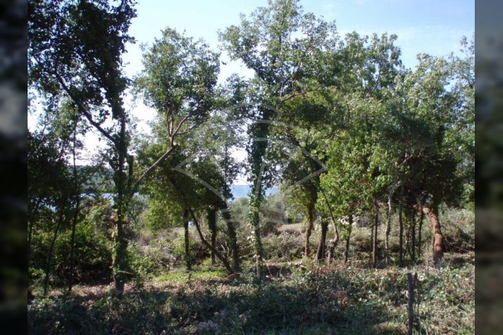 Poljoprivredno zemljište, Prodaja, Medulin, Banjole Poljoprivredno zemljište, Prodaja, Medulin, Banjole