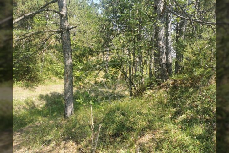 Poljoprivredno zemljište, Prodaja, Lupoglav, Lesišćina Poljoprivredno zemljište, Prodaja, Lupoglav, Lesišćina