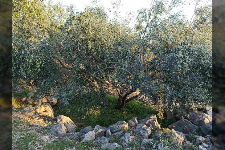 Zemljište - ostalo, Prodaja, Brtonigla, Brtonigla Zemljište - ostalo, Prodaja, Brtonigla, Brtonigla