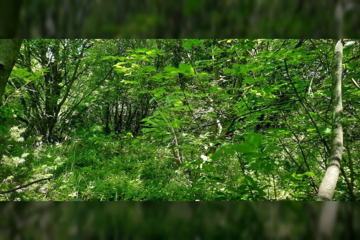 Građevinsko zemljište, Prodaja, Kostrena, Vrh Martinšćice Građevinsko zemljište, Prodaja, Kostrena, Vrh Martinšćice