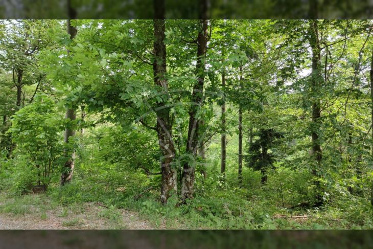 Poljoprivredno zemljište, Prodaja, Fužine, Fužine Poljoprivredno zemljište, Prodaja, Fužine, Fužine