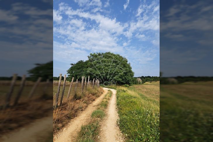 Poljoprivredno zemljište, Prodaja, Poreč, Montižana