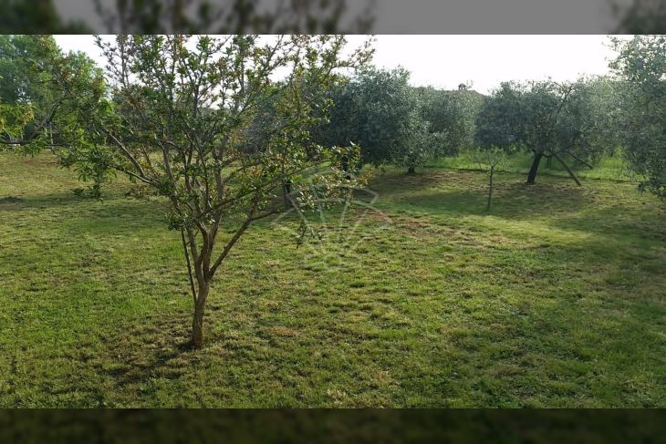 Poljoprivredno zemljište, Prodaja, Fažana, Fažana Poljoprivredno zemljište, Prodaja, Fažana, Fažana