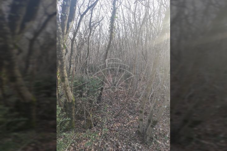 Poljoprivredno zemljište, Prodaja, Barban, Hrboki Poljoprivredno zemljište, Prodaja, Barban, Hrboki