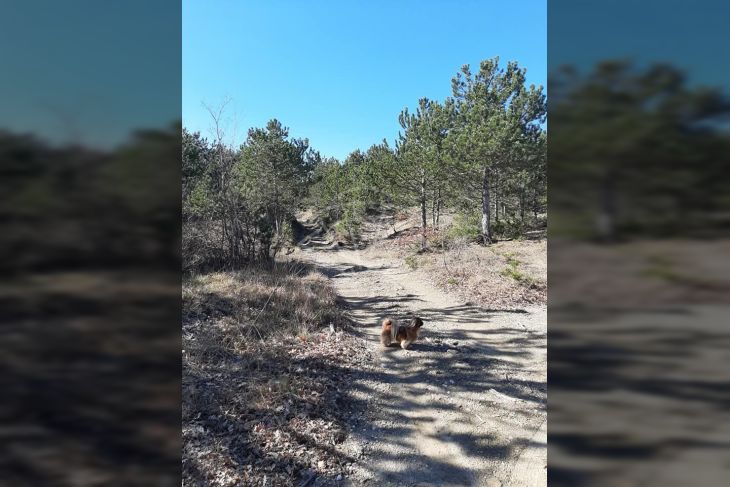 Poljoprivredno zemljište, Prodaja, Lupoglav, Lesišćina