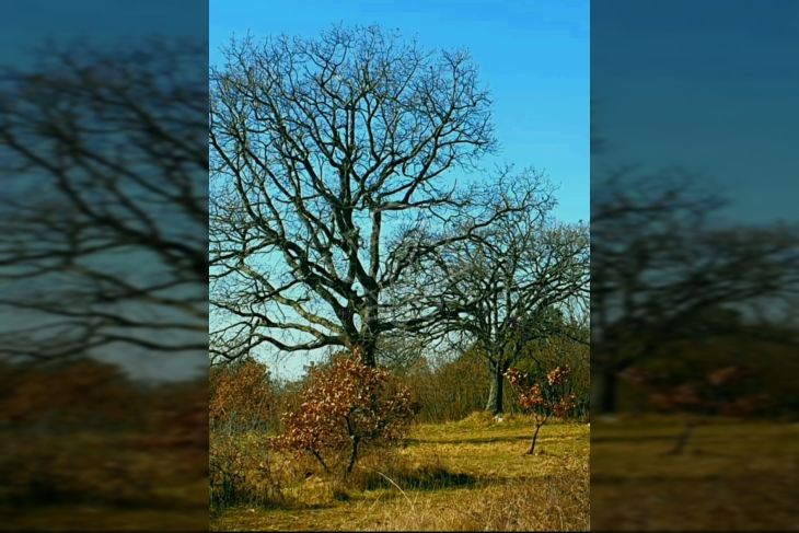 Kamena kuća, Prodaja, Marčana, Krnica