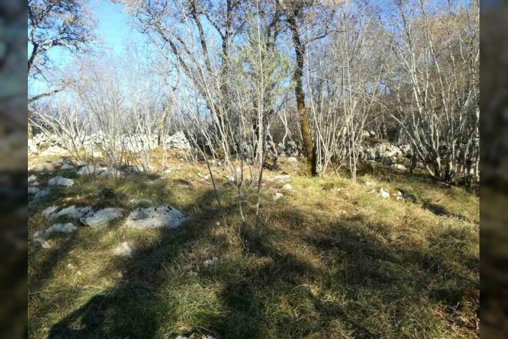 Šuma, Prodaja, Dobrinj, Gabonjin Šuma, Prodaja, Dobrinj, Gabonjin