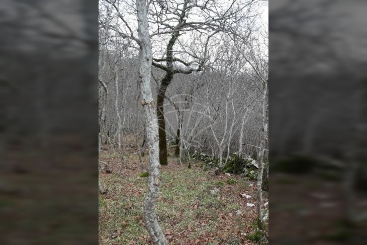 Šuma, Prodaja, Dobrinj, Gabonjin Šuma, Prodaja, Dobrinj, Gabonjin