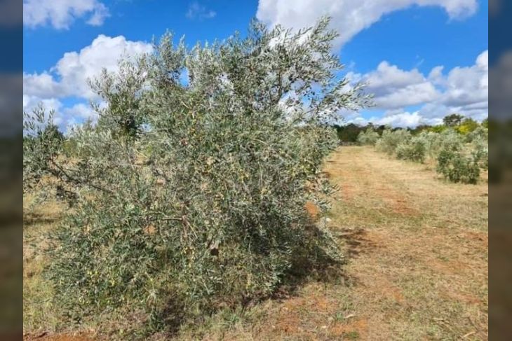 Poljoprivredno zemljište, Prodaja, Vodnjan, Vodnjan Poljoprivredno zemljište, Prodaja, Vodnjan, Vodnjan
