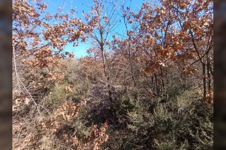 Poljoprivredno zemljište, Prodaja, Vodnjan, Gajana Poljoprivredno zemljište, Prodaja, Vodnjan, Gajana