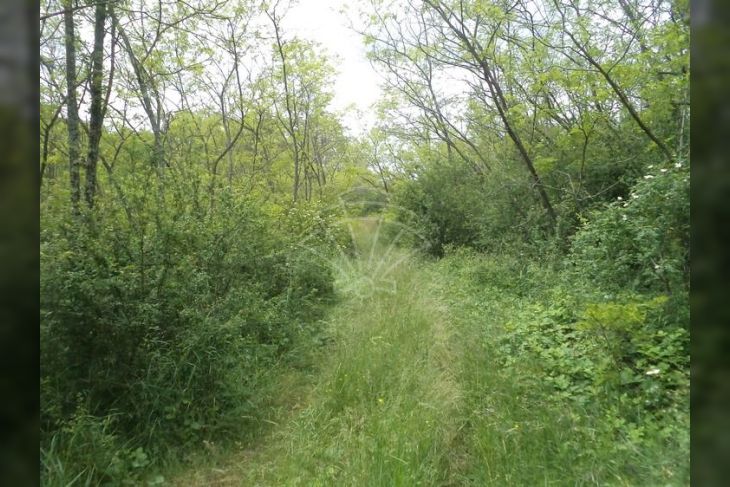 Poljoprivredno zemljište, Prodaja, Pazin - Okolica, Trviž