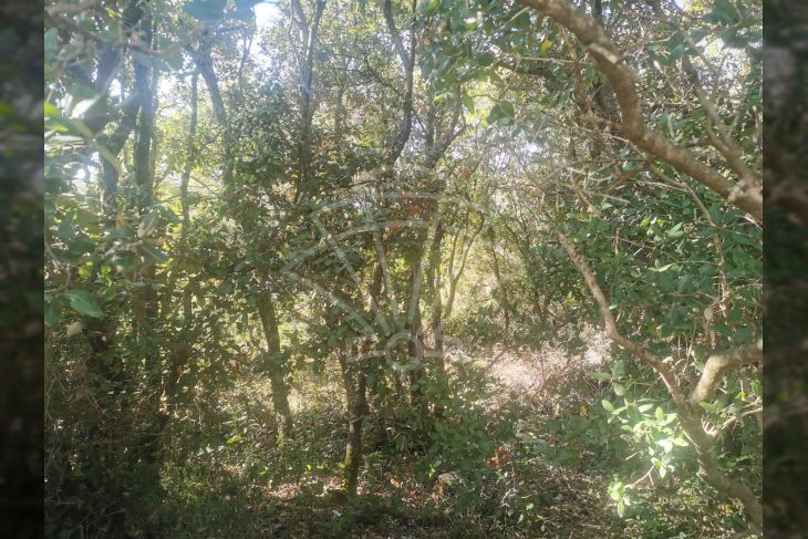 Poljoprivredno zemljište, Prodaja, Marčana, Marčana Poljoprivredno zemljište, Prodaja, Marčana, Marčana