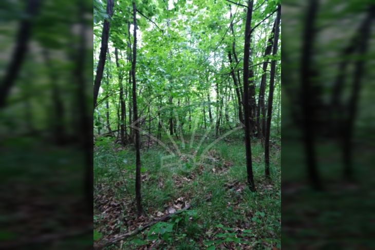 Poljoprivredno zemljište, Prodaja, Matulji, Rukavac Poljoprivredno zemljište, Prodaja, Matulji, Rukavac