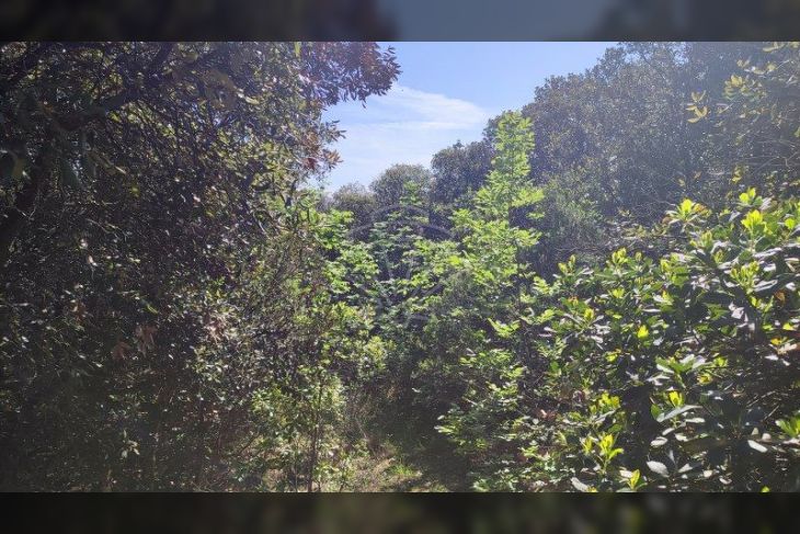 Poljoprivredno zemljište, Prodaja, Marčana, Kavran