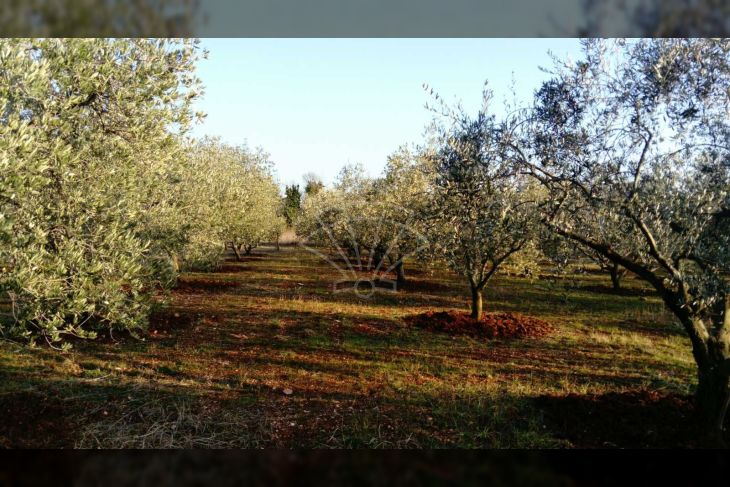 Poljoprivredno zemljište, Prodaja, Poreč, Vrvari