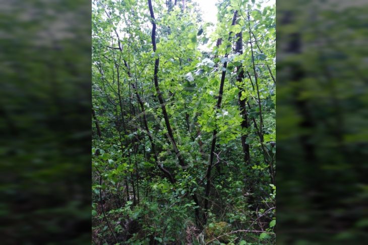 Poljoprivredno zemljište, Prodaja, Matulji, Rukavac Poljoprivredno zemljište, Prodaja, Matulji, Rukavac