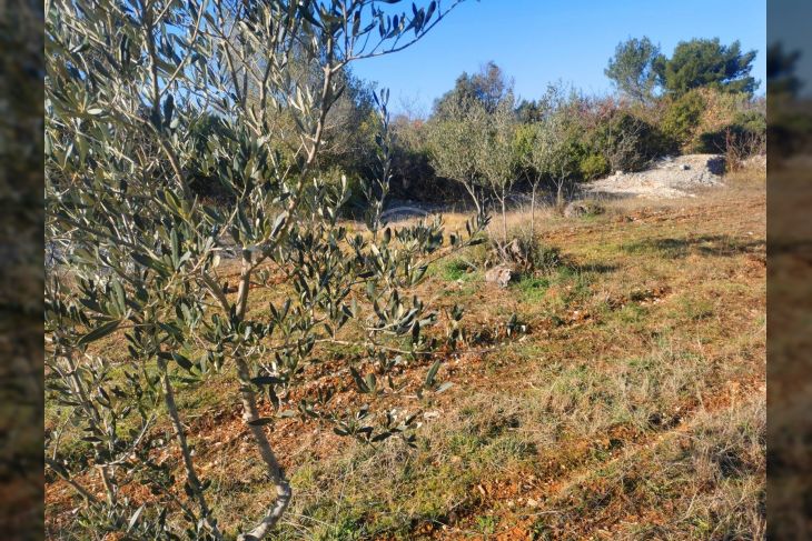 Poljoprivredno zemljište, Prodaja, Fažana, Fažana