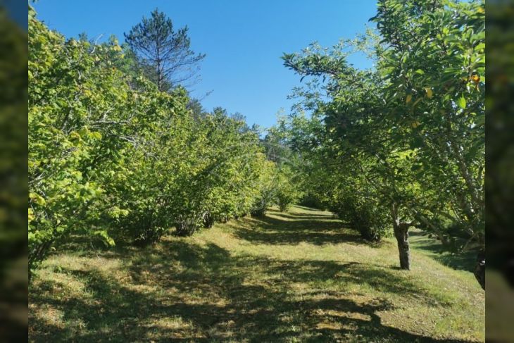 Samostojeća kuća, Prodaja, Buzet, Mala Huba