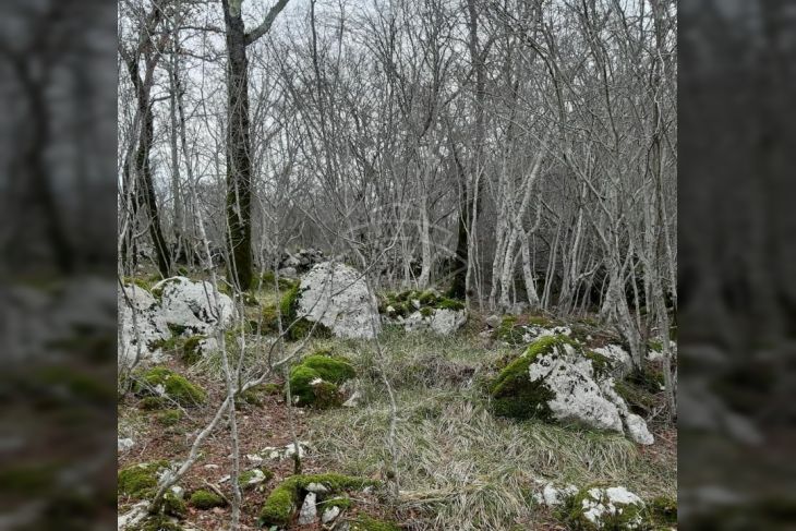 Šuma, Prodaja, Dobrinj, Gabonjin Šuma, Prodaja, Dobrinj, Gabonjin