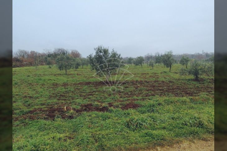 Poljoprivredno zemljište, Prodaja, Tar-Vabriga, Tar