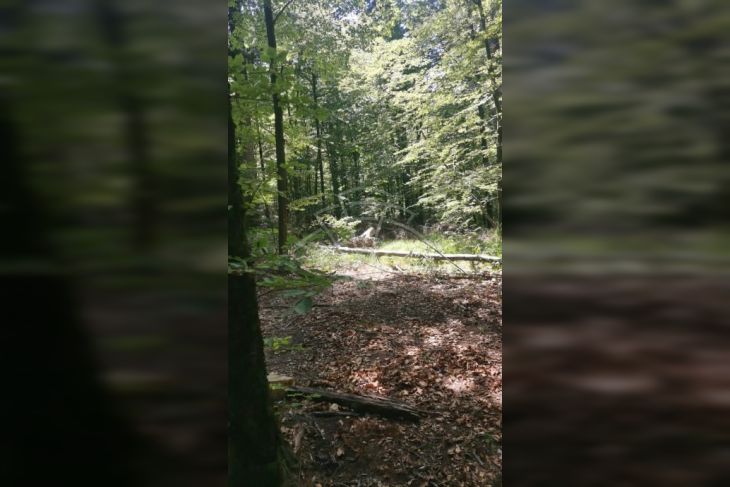 Poljoprivredno zemljište, Prodaja, Vrbovsko, Hambarište Poljoprivredno zemljište, Prodaja, Vrbovsko, Hambarište