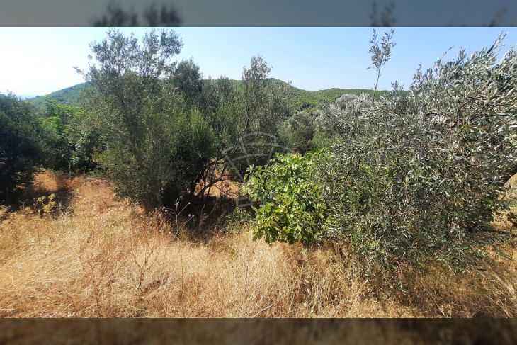 Poljoprivredno zemljište, Prodaja, Mljet, Babino Polje