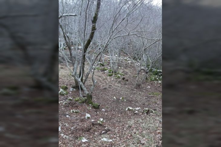 Šuma, Prodaja, Dobrinj, Gabonjin Šuma, Prodaja, Dobrinj, Gabonjin