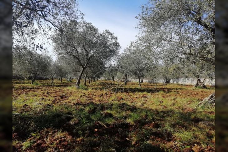 Poljoprivredno zemljište, Prodaja, Vodnjan, Vodnjan Poljoprivredno zemljište, Prodaja, Vodnjan, Vodnjan